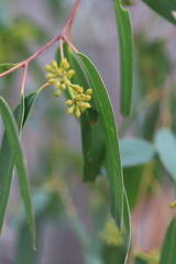Eucalyptus macrorhyncha macrorhyncha