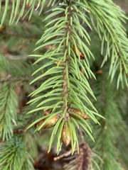 Picea glauca × engelmannii