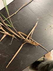 Dichanthelium neuranthum