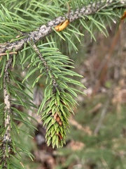 Picea glauca × engelmannii