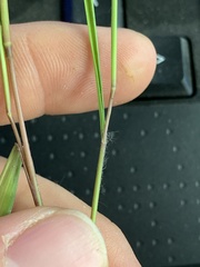 Dichanthelium neuranthum