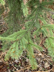 Picea glauca × engelmannii