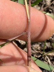 Dichanthelium neuranthum