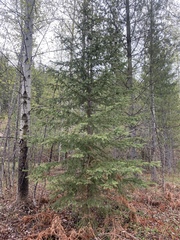 Picea glauca × engelmannii