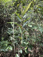 Callicarpa brevipes