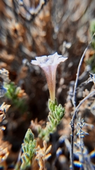 Nolana leptophylla