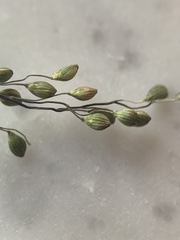 Dichanthelium neuranthum