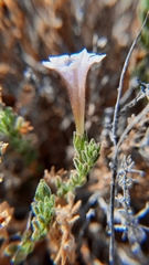 Nolana leptophylla
