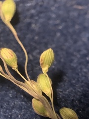 Dichanthelium neuranthum