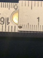 Dichanthelium neuranthum