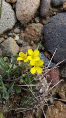 Physaria spatulata