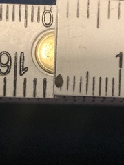 Dichanthelium neuranthum