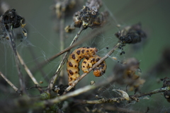 Eupithecia zygadeniata
