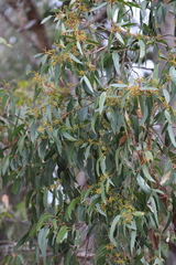 Eucalyptus macrorhyncha macrorhyncha