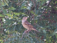Passer domesticus