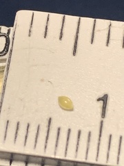 Dichanthelium neuranthum