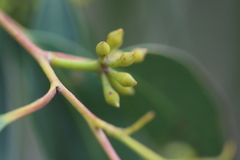 Eucalyptus macrorhyncha macrorhyncha