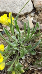 Physaria spatulata