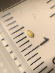 Dichanthelium neuranthum