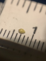 Dichanthelium neuranthum