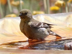 Spinus psaltria