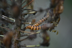 Eupithecia zygadeniata