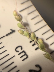 Dichanthelium neuranthum