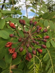 Mezoneuron kavaiense