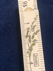 Dichanthelium neuranthum