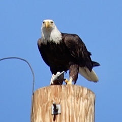 Haliaeetus leucocephalus