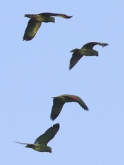 Amazona viridigenalis