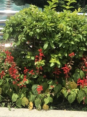 Salvia splendens