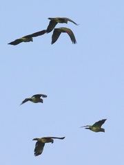 Amazona viridigenalis