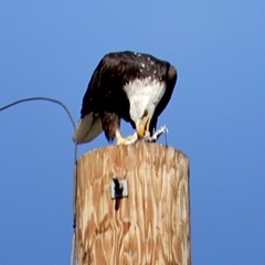 Haliaeetus leucocephalus