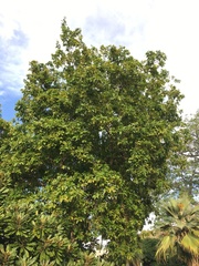 Sapindus oahuensis