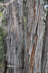 Eucalyptus macrorhyncha macrorhyncha