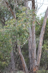 Eucalyptus macrorhyncha macrorhyncha