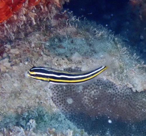 Lined fangblenny (Meiacanthus lineatus) — Blenniidae — 5