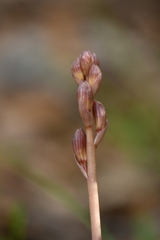 Bletia spicata