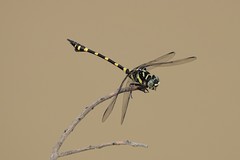 Ictinogomphus