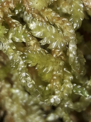 Weymouthia cochlearifolia