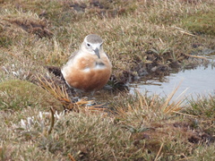 Charadrius obscurus obscurus
