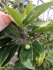 Colubrina oppositifolia