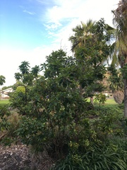 Colubrina oppositifolia