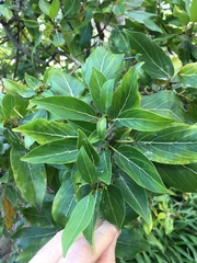 Colubrina oppositifolia