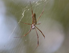 Trichonephila clavipes