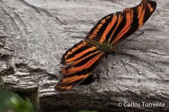 Podotricha judith judith