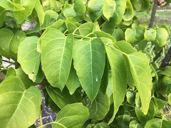 Polyscias sandwicensis