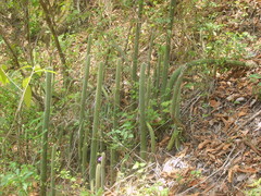 Nyctocereus serpentinus