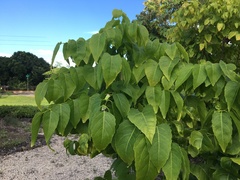 Polyscias sandwicensis